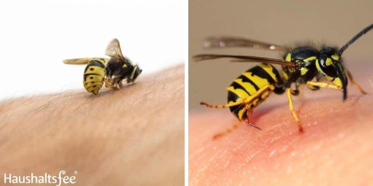 Wespen Stachel In Der Haut haushaltsfee.de