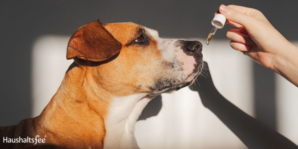 CBD-Öl bei Haustieren anwenden: Hund