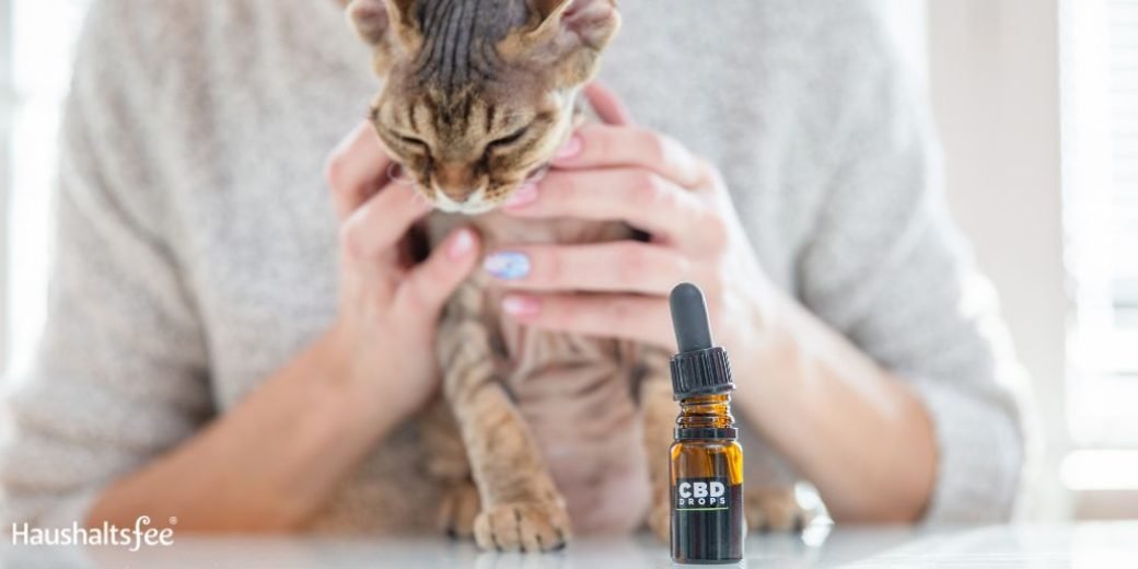 CBD-Öl bei Haustieren anwenden: Katze Gesundheit