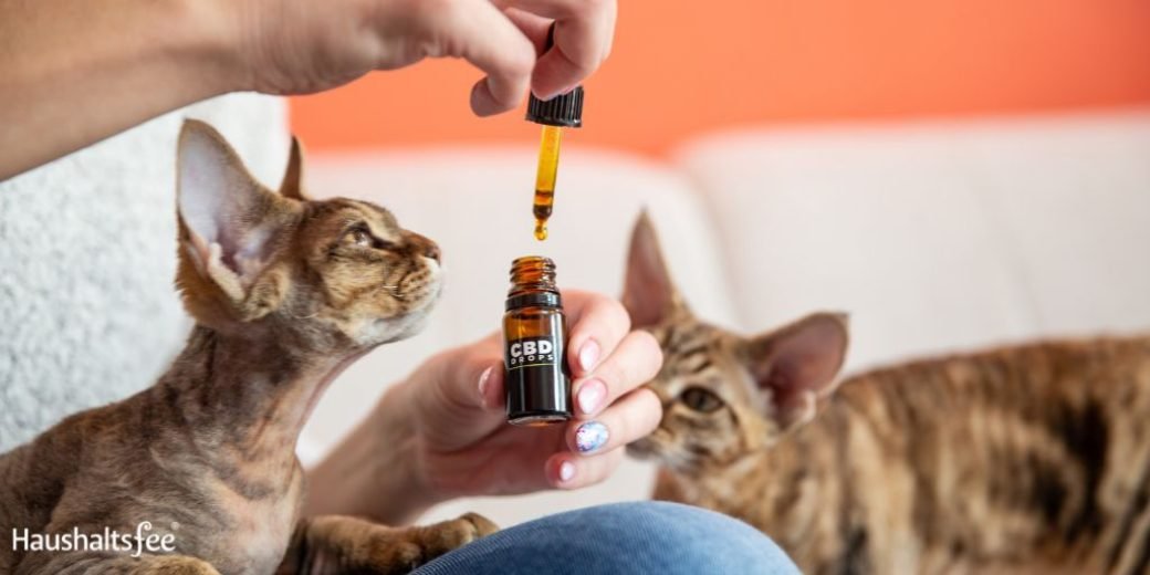 CBD-Öl bei Haustieren anwenden: Katze
